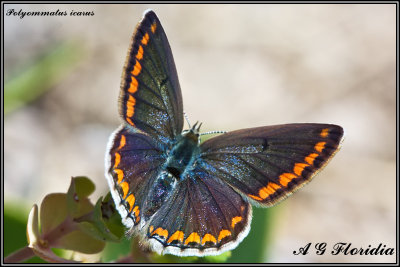 Polyommatus icarus - female