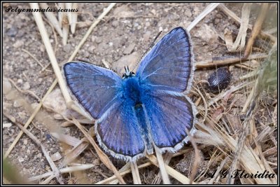 Polyommatus icarus - male