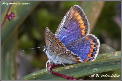 Polyommatus icarus- female