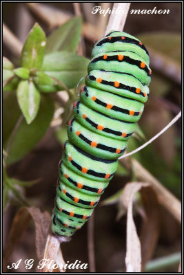 Papilio machaon- larva