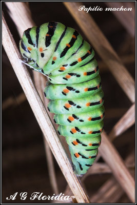 Papilio machaon - larva