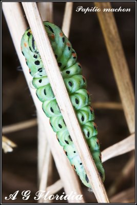 Papilio machaon - larva