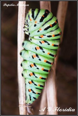 Papilio machaon - larva