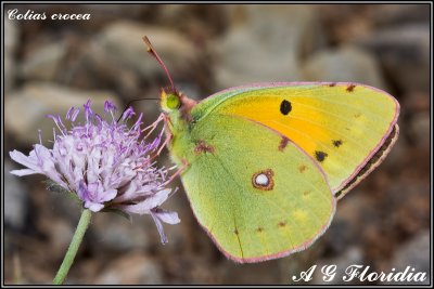 Colias crocea