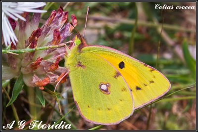 Colias crocea