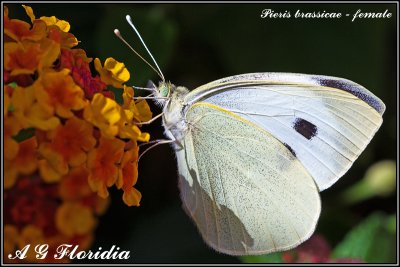 Pieris brassicae - female