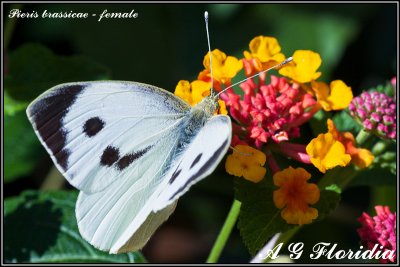 Pieris brassicae - female