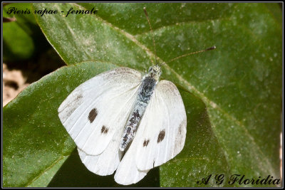  Pieris rapae - female