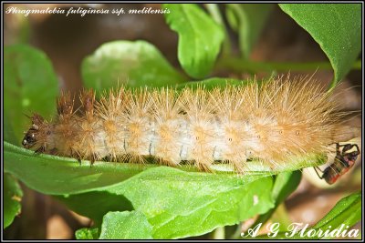 Phragmatobia fuliginosa ssp. melitensis