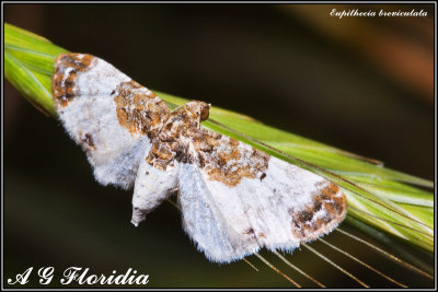 Eupithecia breviculata