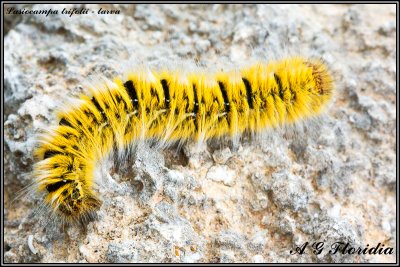 Lasiocampa trifolii - larva