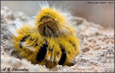 Lasiocampa trifolii - larva