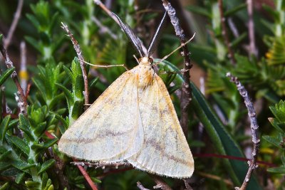 Tortricidae