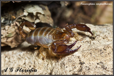 Euscorpius carpathicus