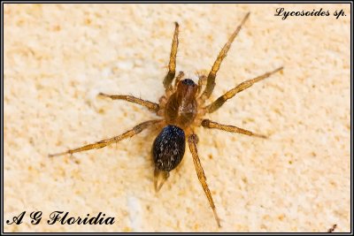 Lycosoides sp.