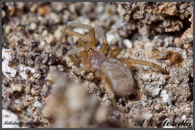 Filistata insidiatrix - juvenile