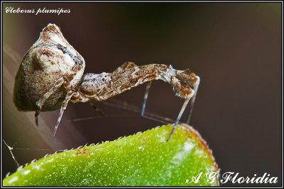 Uloborus plumipes