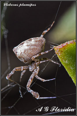 Uloborus plumipes