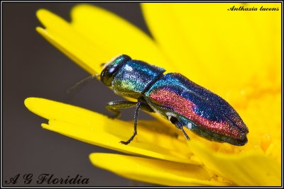 Anthaxia lucens