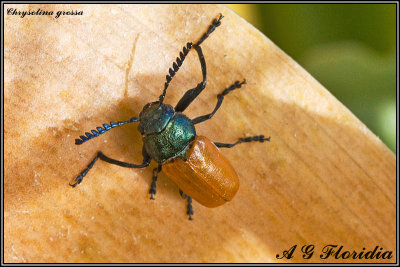 Chrysolina grossa