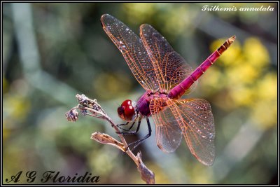 Trithemis annulata - male