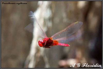 Crocothemis erythraea - male