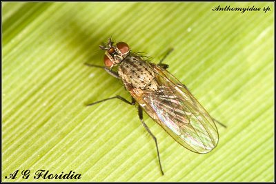 Anthomyidae sp.