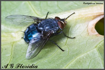 Calliphora vicina