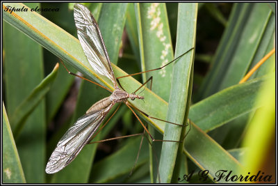 Tipula oleracea