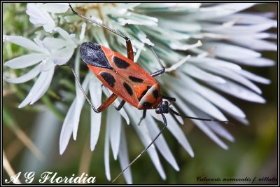 Calocoris nemoralis cf. vittata