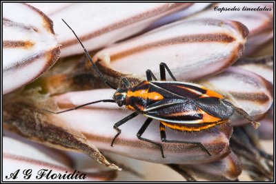 Capsodes lineolatus (Syn. Horistus orientalis)