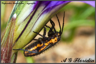 Capsodes lineolatus (Syn. Horistus orientalis)  - nymph