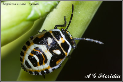 Eurydema ornata - nymph