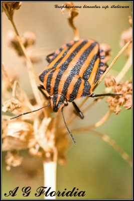 Graphosoma lineatum ssp. italicum