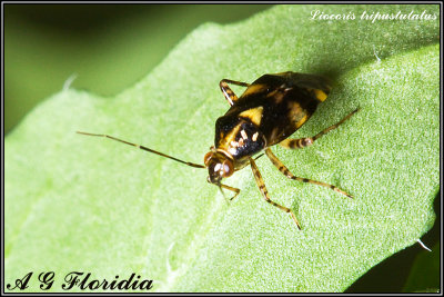 Liocoris tripustulatus