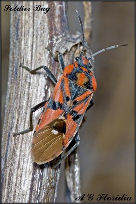 Spilostethus pandurus