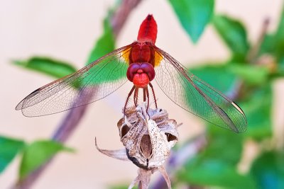 Crocothemis erythraea - male