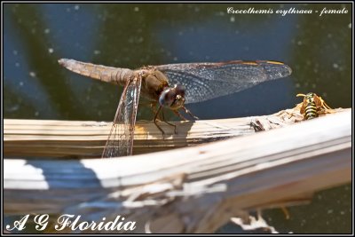 Crocothemis erythraea - female