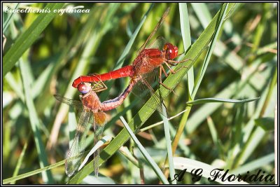 Crocothemis erythraea  - cupola