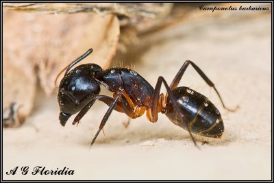 Hymenoptera of Malta
