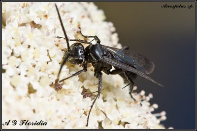 Anospilus sp.