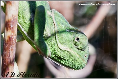 Chamaleo chamaeleon