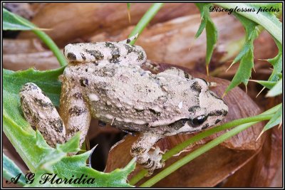 Discoglossus pictus pictus