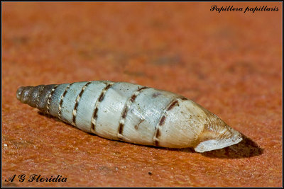 Papillifera papillaris