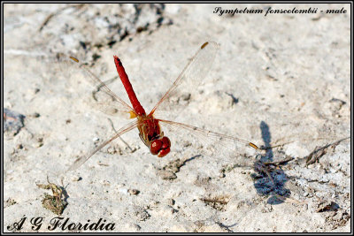 Sympetrum fonscolombii - male