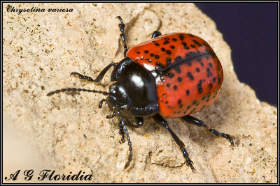 Chrysolina variosa