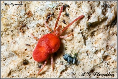 Spiders and Scorpions (Arachnida) of Malta