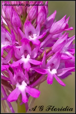 Orchids (Orchideae) of Malta