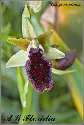 Ophrys melitensis
