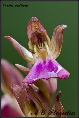 Orchis collina